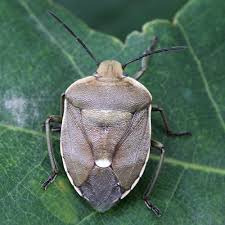 Attēlu rezultāti vaicājumam “Chlorochroa pinicola”