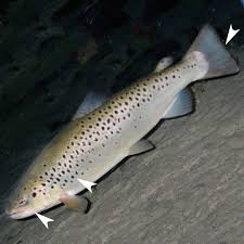 Image result for Salmo trutta trutta
