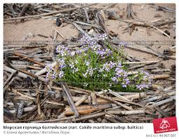 Attēlu rezultāti vaicājumam “Cakile maritima subsp. baltica”