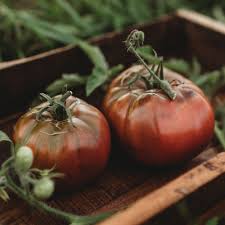Afbeeldingsresultaat voor 1884 purple tomato