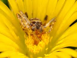 Attēlu rezultāti vaicājumam “Arachnida”