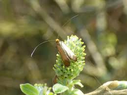 Attēlu rezultāti vaicājumam “Adela cuprella”