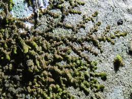 Attēlu rezultāti vaicājumam “Frullania dilatata”