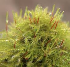 Attēlu rezultāti vaicājumam “Amblystegium serpens”