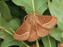 Attēlu rezultāti vaicājumam “Lasiocampa quercus imago”