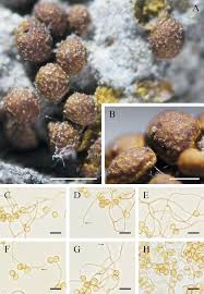 Attēlu rezultāti vaicājumam “Perichaena sp.”