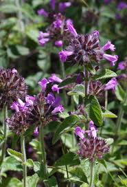 Attēlu rezultāti vaicājumam “Clinopodium vulgare leaf”