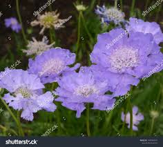 Image result for scabiosa caucasica