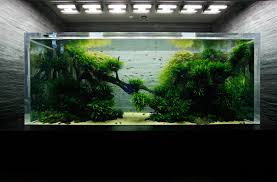 Znalezione obrazy dla zapytania takashi amano%