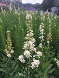 Attēlu rezultāti vaicājumam “Spiraea”