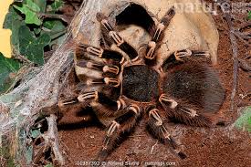 Znalezione obrazy dla zapytania geniculata