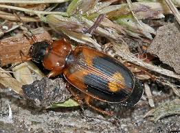 Attēlu rezultāti vaicājumam “Badister bullatus”