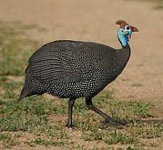 Attēlu rezultāti vaicājumam “Numida meleagris adult”
