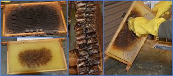 Attēlu rezultāti vaicājumam “Dryophilocoris flavoquadrimaculatus imago”