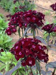 Image result for Dianthus barbatus
