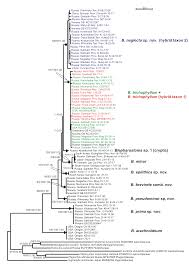 Attēlu rezultāti vaicājumam “Blepharostoma trichophyllum sporophyte”