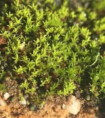 Attēlu rezultāti vaicājumam “Barbula unguiculata”