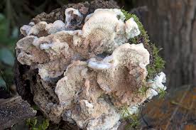 Attēlu rezultāti vaicājumam “Phlebia tremellosa”