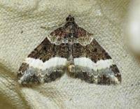 Attēlu rezultāti vaicājumam “Euphyia unangulata”