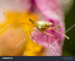 Attēlu rezultāti vaicājumam “Lygus pratensis nymph”