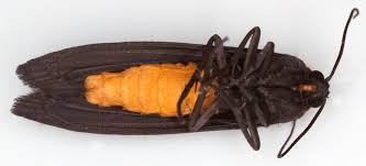 Attēlu rezultāti vaicājumam “Atolmis rubricollis”