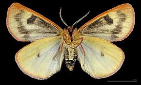 Attēlu rezultāti vaicājumam “Diacrisia sannio female”