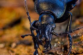 Attēlu rezultāti vaicājumam “Carabus violaceus”