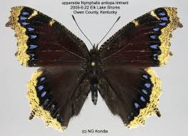 Attēlu rezultāti vaicājumam “Nymphalis antiopa upperside”