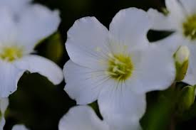 Attēlu rezultāti vaicājumam “Arenaria procera”