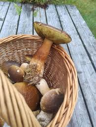 Attēlu rezultāti vaicājumam “Boletus edulis”