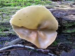 Attēlu rezultāti vaicājumam “Peziza repanda”