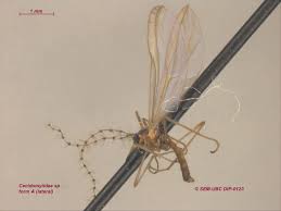 Attēlu rezultāti vaicājumam “Cecidomyiidae”