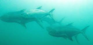 Image result for Lichia amia