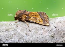 Attēlu rezultāti vaicājumam “Gortyna flavago”