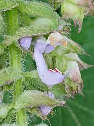 Image result for Salvia sclarea