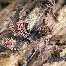 Attēlu rezultāti vaicājumam “Lycogala exiguum aggr.”