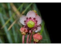 Attēlu rezultāti vaicājumam “Chimaphila umbellata bud”