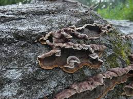 Attēlu rezultāti vaicājumam “Hymenochaete tabacina”