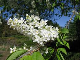 Attēlu rezultāti vaicājumam “Padus avium”