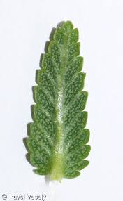 Attēlu rezultāti vaicājumam “Rhinanthus minor leaf”