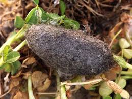 Attēlu rezultāti vaicājumam “Gynaephora selenitica”