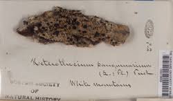 Attēlu rezultāti vaicājumam “Mycoblastus sanguinarius”