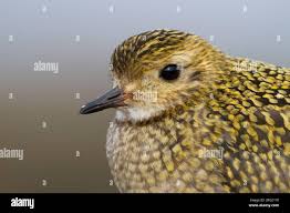 Attēlu rezultāti vaicājumam “Pluvialis apricaria adult”