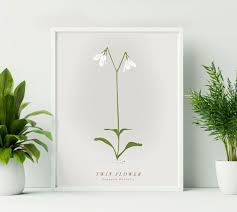 Attēlu rezultāti vaicājumam “Linnaea borealis flower”