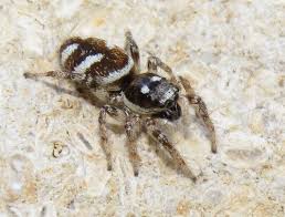 Attēlu rezultāti vaicājumam “Salticus sp.”