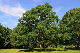 Attēlu rezultāti vaicājumam “Gymnocladus dioicus”