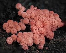 Attēlu rezultāti vaicājumam “Physarum, Nannengaella sp.”