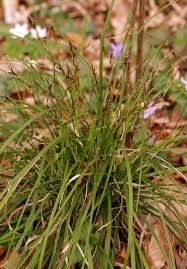 Attēlu rezultāti vaicājumam “Carex digitata fruit”