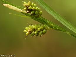 Attēlu rezultāti vaicājumam “Carex pallescens”