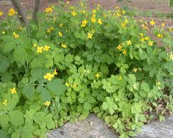 Attēlu rezultāti vaicājumam “Chelidonium majus bud”